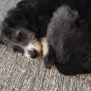 Meet your Posher, Mr. Oseland